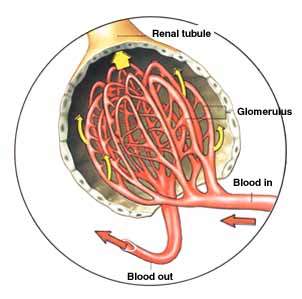 Blood flows through tiny capillaries in the kidney