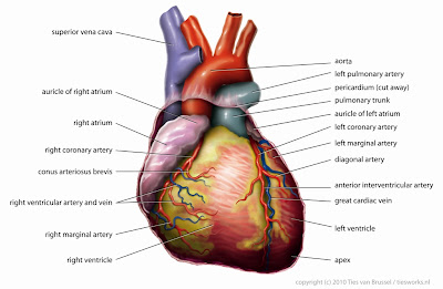 Anatomy_Heart