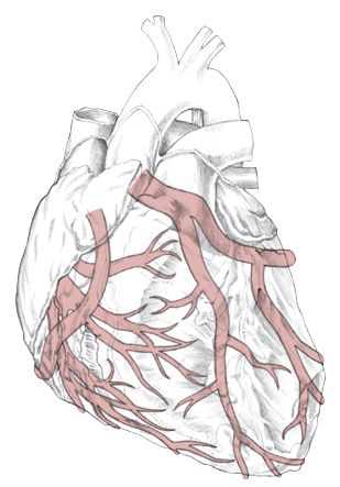 Coronary Arteries